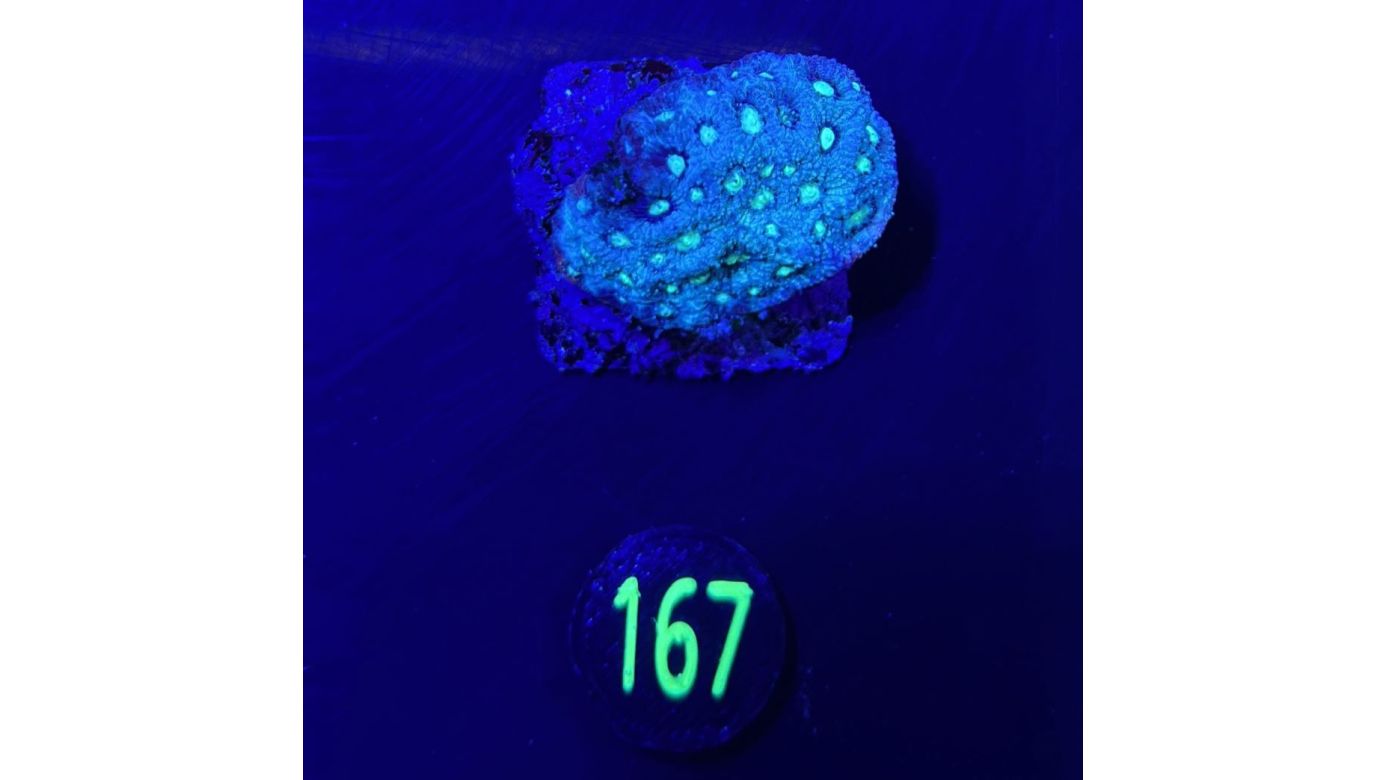 Favia sp. - Mondkoralle Türkis Deutsche Nachzucht 0167