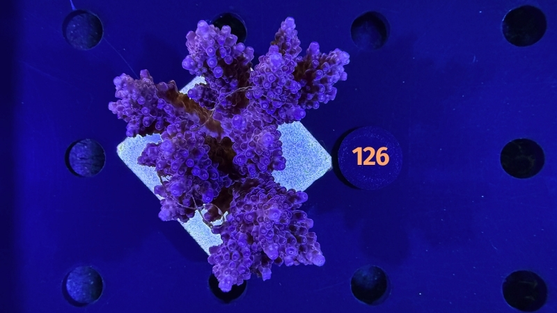 Acropora sp. WYSIWYG 0126