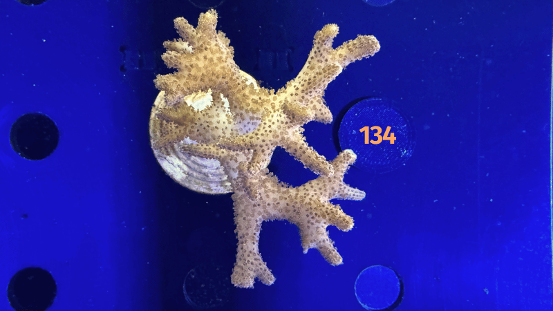 Seriatopora sp. WYSIWYG 0134