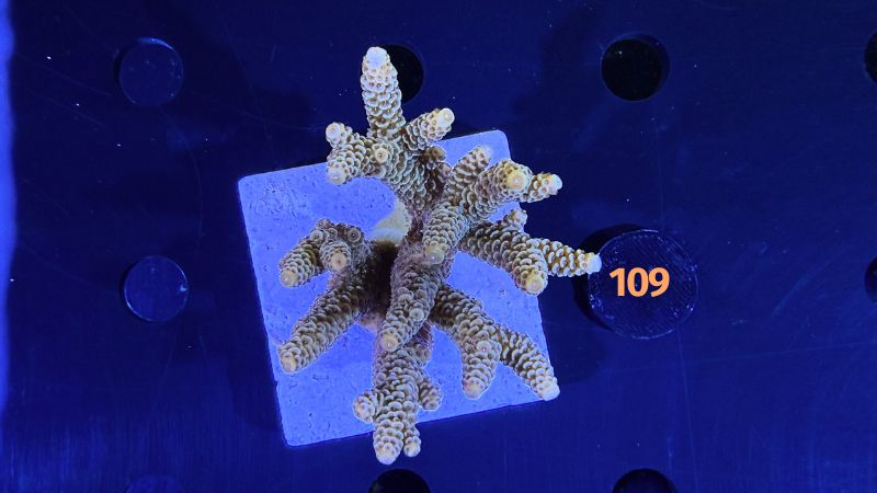 Acropora sp. WYSIWYG 0109