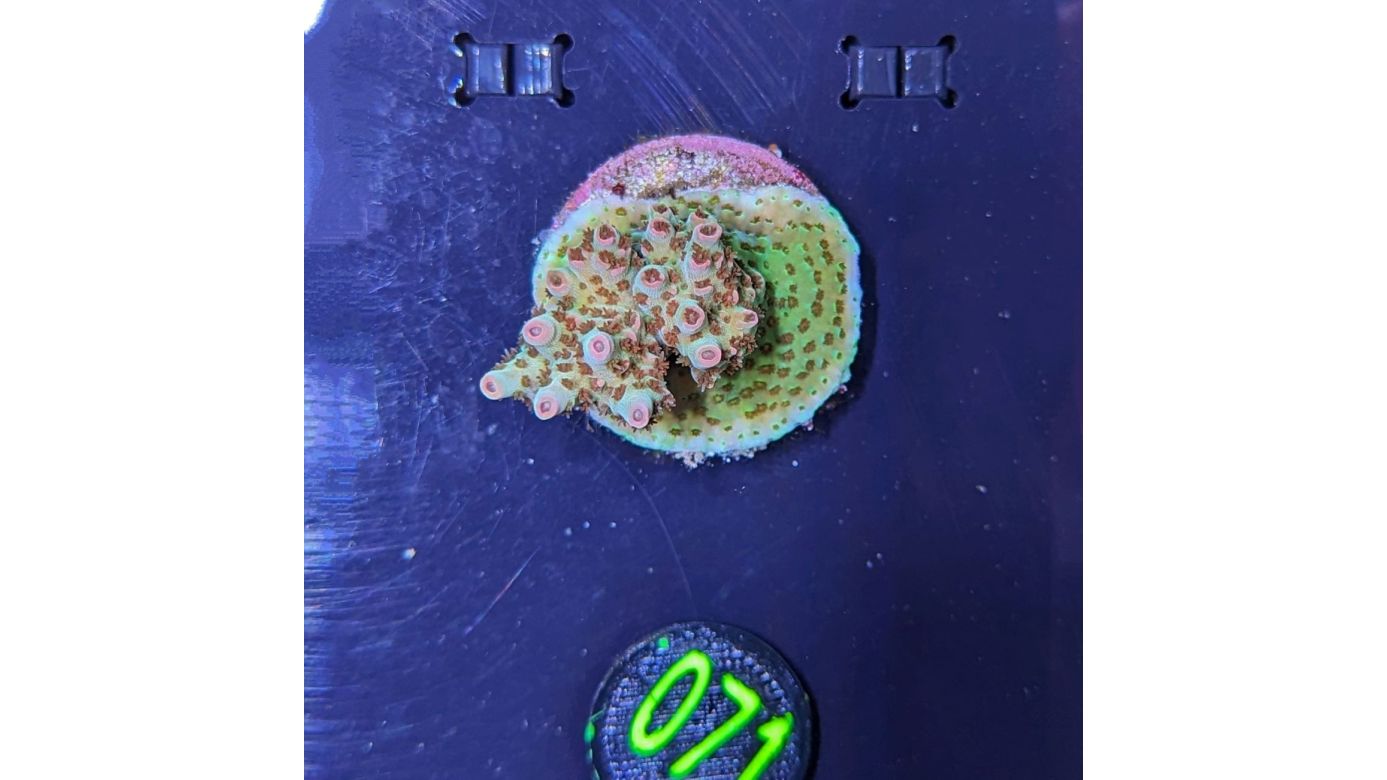 Acropora hyacinthus - Steinkoralle Red Planet Deutsche Nachzucht 0071