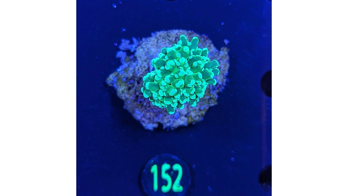 Euphyllia yaeyamensis - Octopuslkoralle Neongrün Deutsche Nachzucht 0152