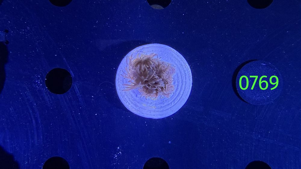 Goniopora sp. WYSIWYG 0769