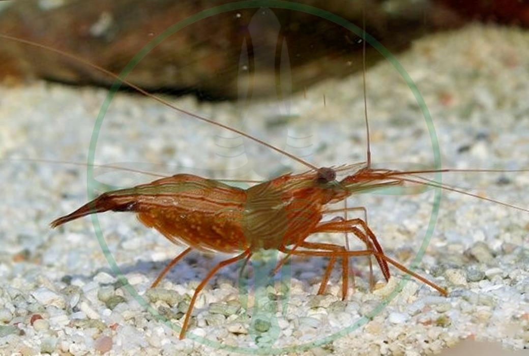 Lysmata wurdemanni / boggessi - Wurdemanns Garnele (Nachzucht)