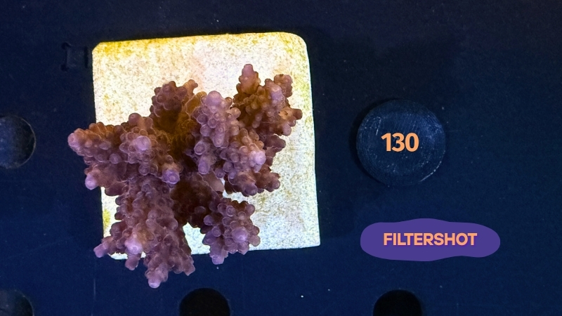 Acropora sp. WYSIWYG 0130