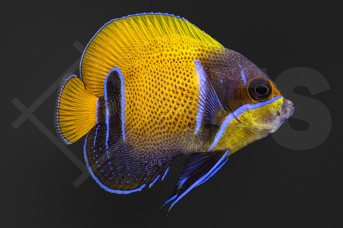 Pomacanthus navarchus - Traumkaiserfisch