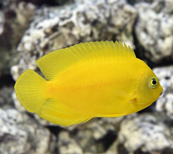 Centropyge heraldi - Heralds Zwergkaiserfisch