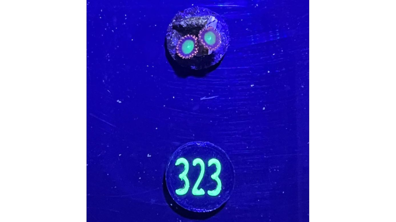 Zoanthus sp. - Krustenanemone "Goblin Fire" Deutsche Nachzucht 0323