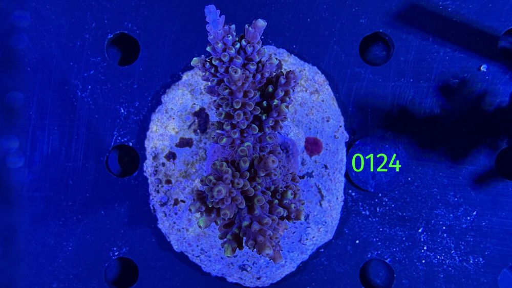 Acropora sp. WYSIWYG 0124
