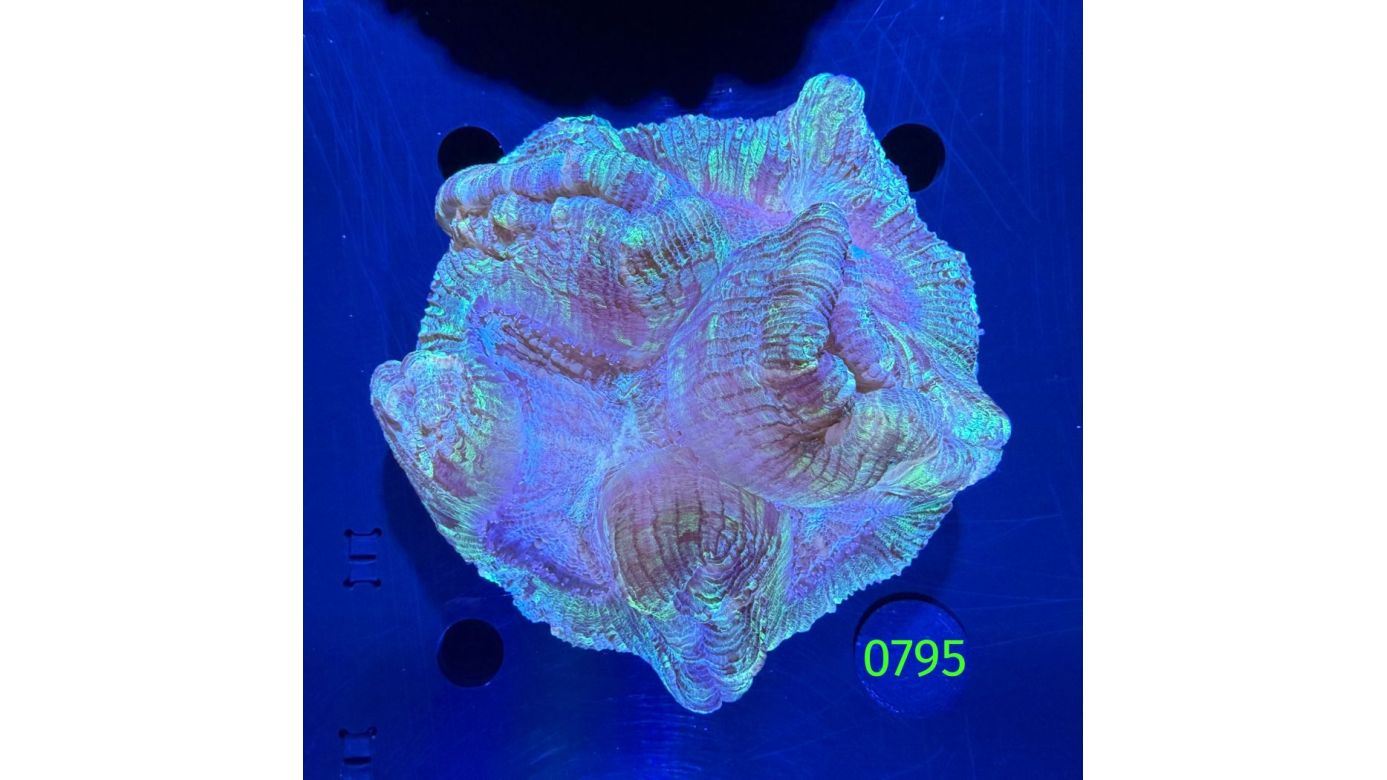 Trachyphyllia geoffroyi WYSIWYG 0795