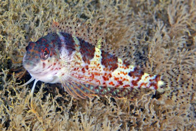 Malacoctenus triangulatus - Sattel Blenny