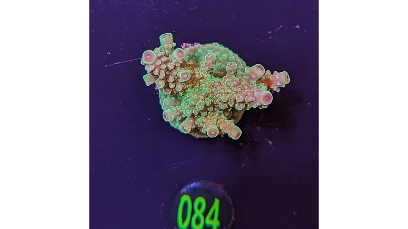 Acropora sp. "Joker" - Deutsche Nachzucht 0084
