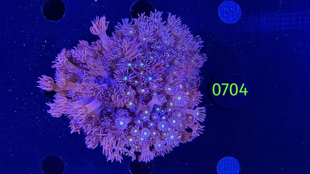 Goniopora sp. WYSIWYG 0704