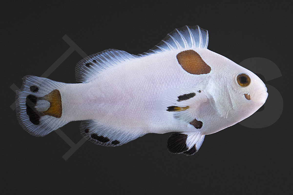 Amphiprion ocellaris - Falscher Clownfisch "Super Storm" NZ