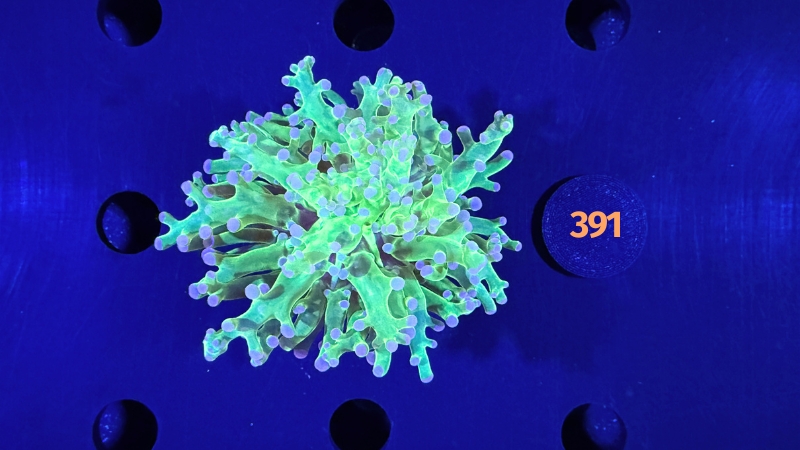 Euphyllia paradivisa - Froschlaichkoralle bicolor 0391