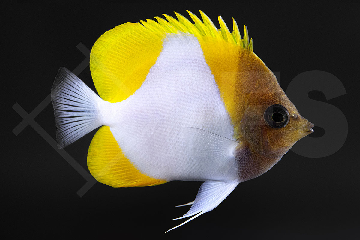 Hemitaurichthys polylepis - Gelber Pyramiden Falterfisch