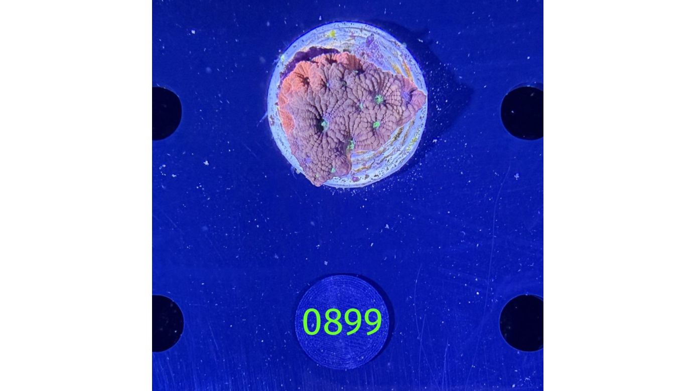 Favia sp. - Hirnkoralle DNZ 0899