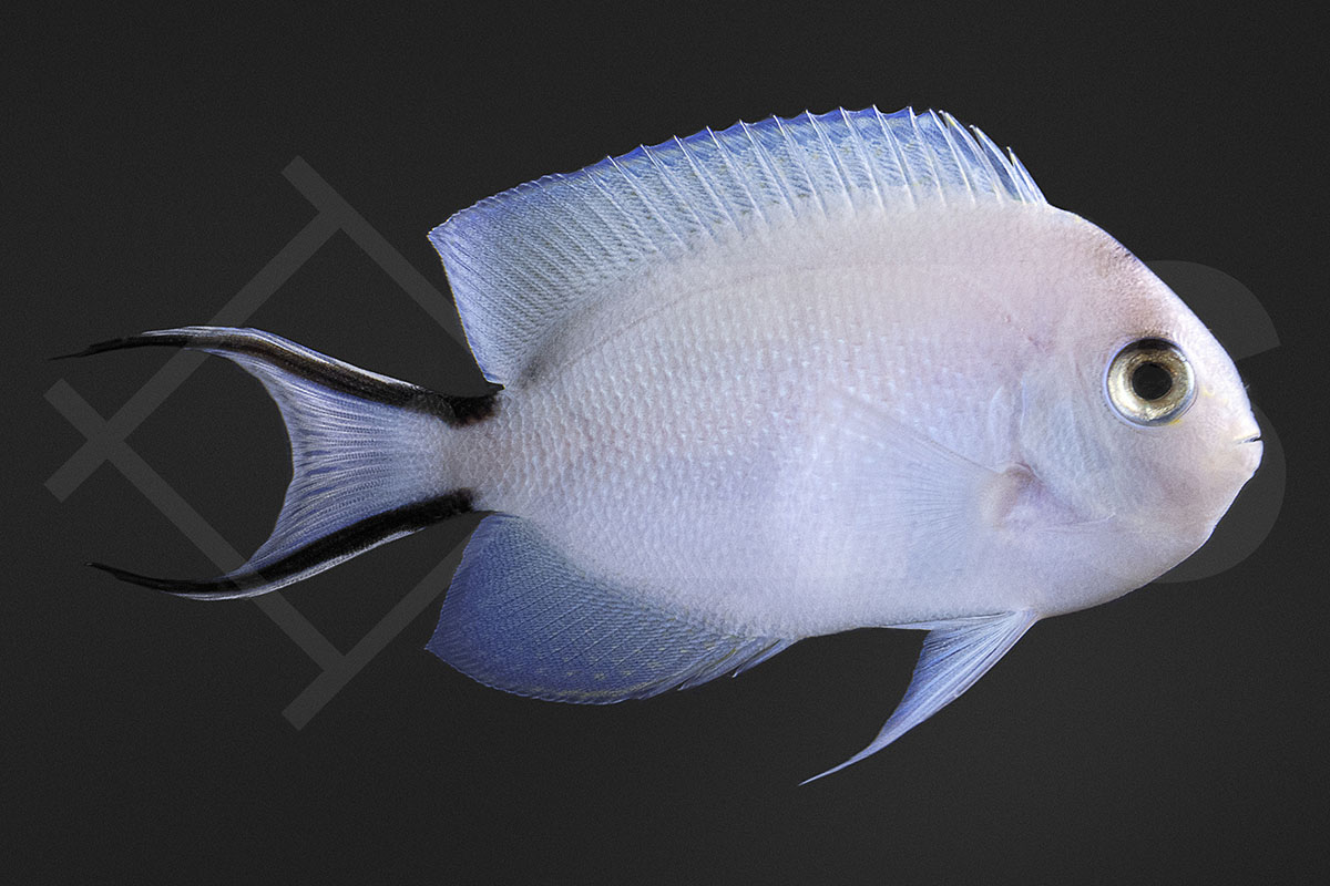 Genicanthus caudovittatus - Indischer Zebrakaiserfisch