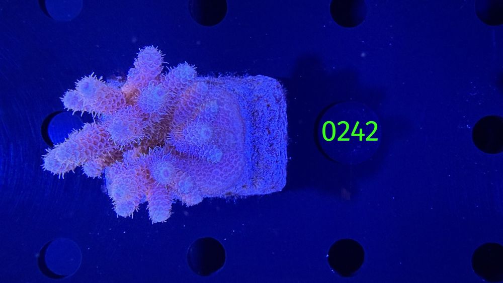 Acropora sp. WYSIWYG 0242