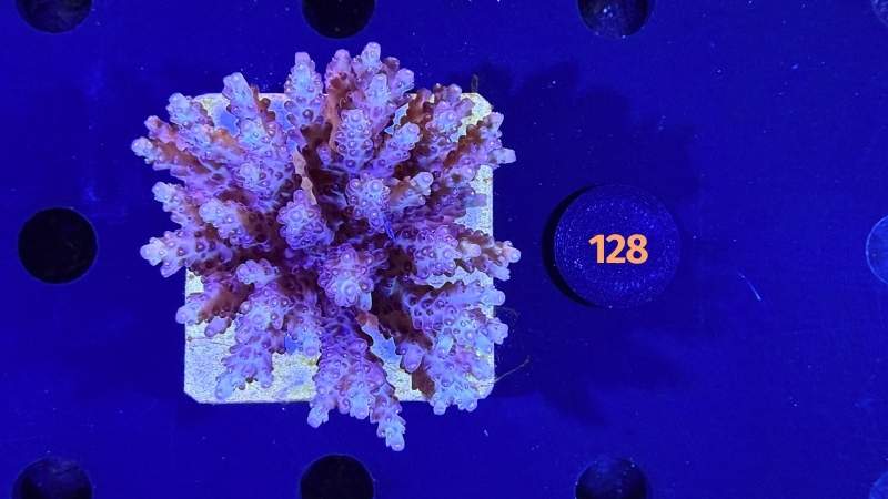 Acropora sp. WYSIWYG 0128