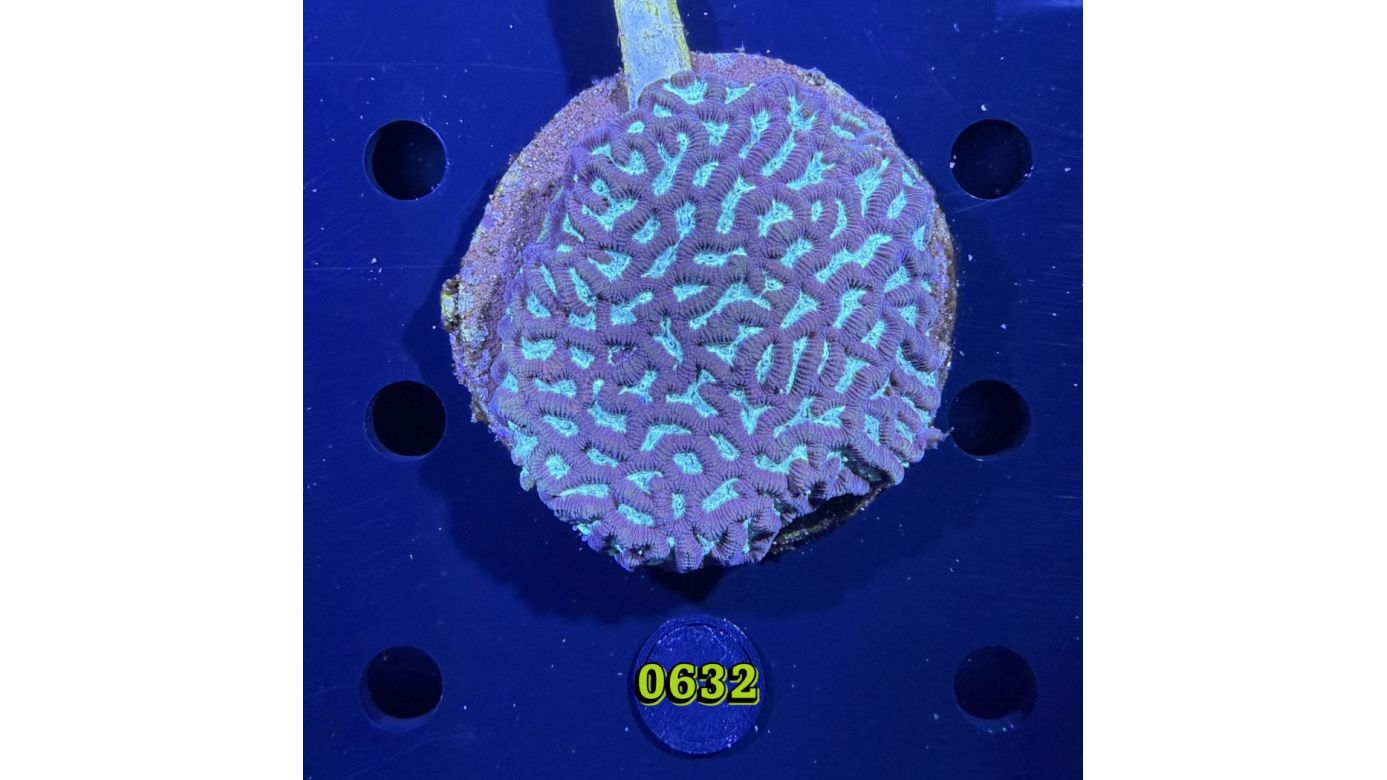 Favia sp. WYSIWYG 0632