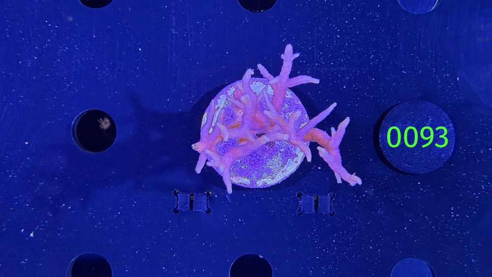 Seriatopora hystrix - Dornenkronenkoralle "pink" DNZ 0093