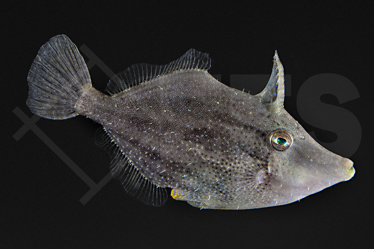 Monacanthus ciliatus - Gesäumter Feilenfisch