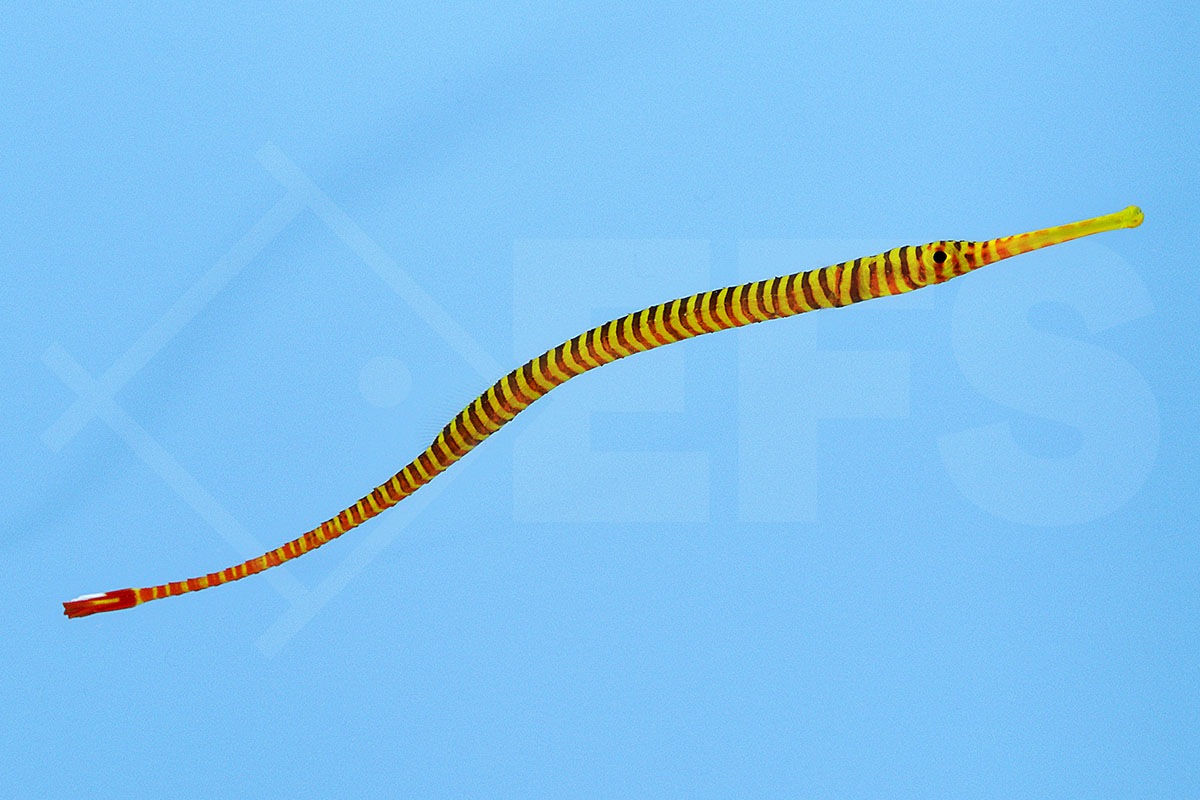 Doryrhamphus multiannulatus - Geringelte Seenadel