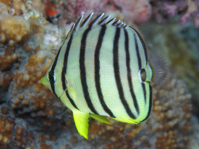 Chaetodon octofasciatus - Achtbinden-Falterfisch