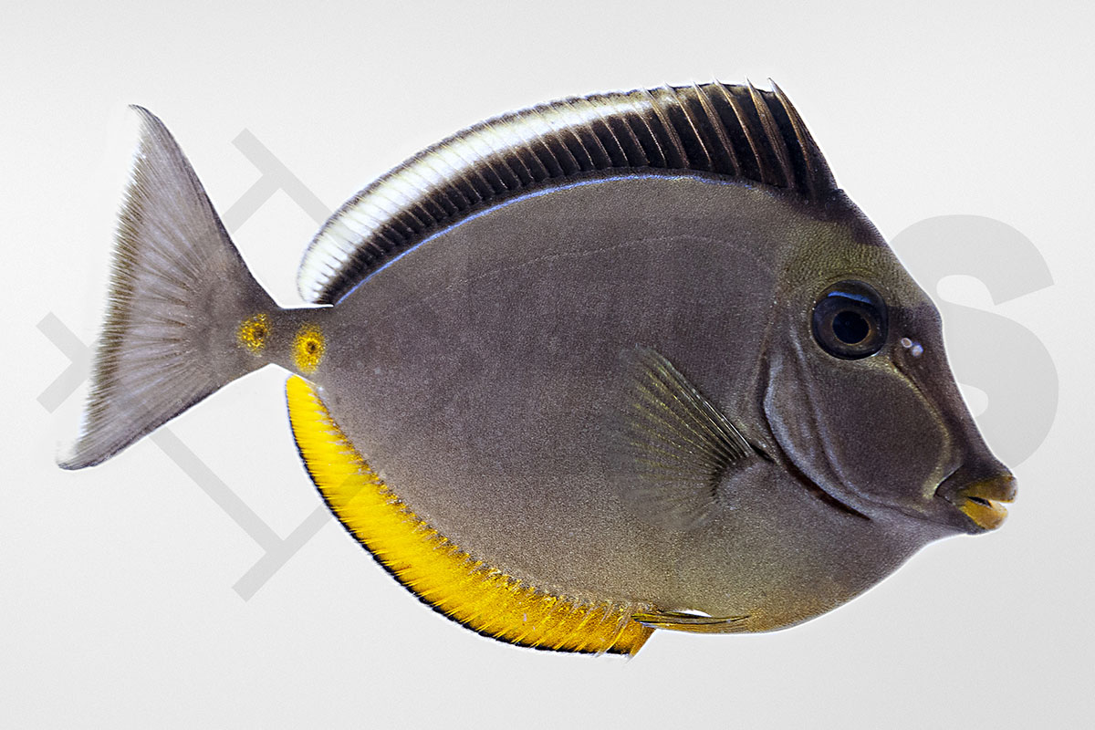 Naso lituratus - Kuhkopf- Doktorfisch Naso lituratus - Kuhkopf- Doktorfisch