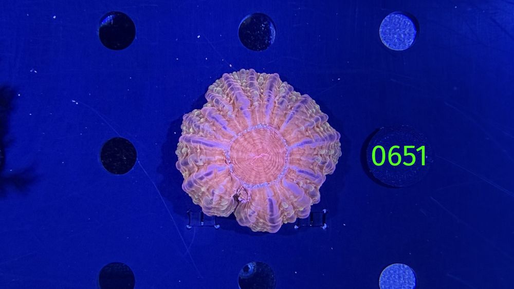 Cynarina lacrymalis WYSIWYG 0651