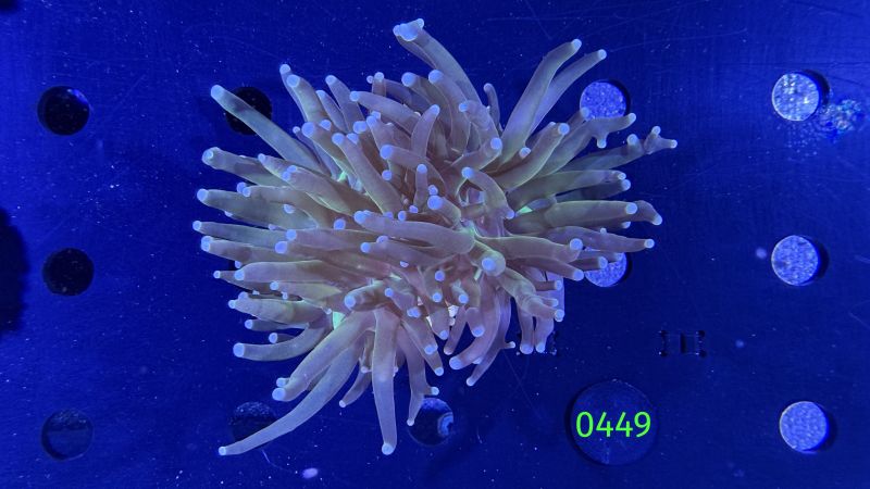 Euphyllia glabrescence - Torch 0449