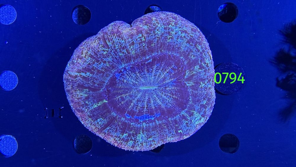 Trachyphyllia geoffroyi WYSIWYG 0794