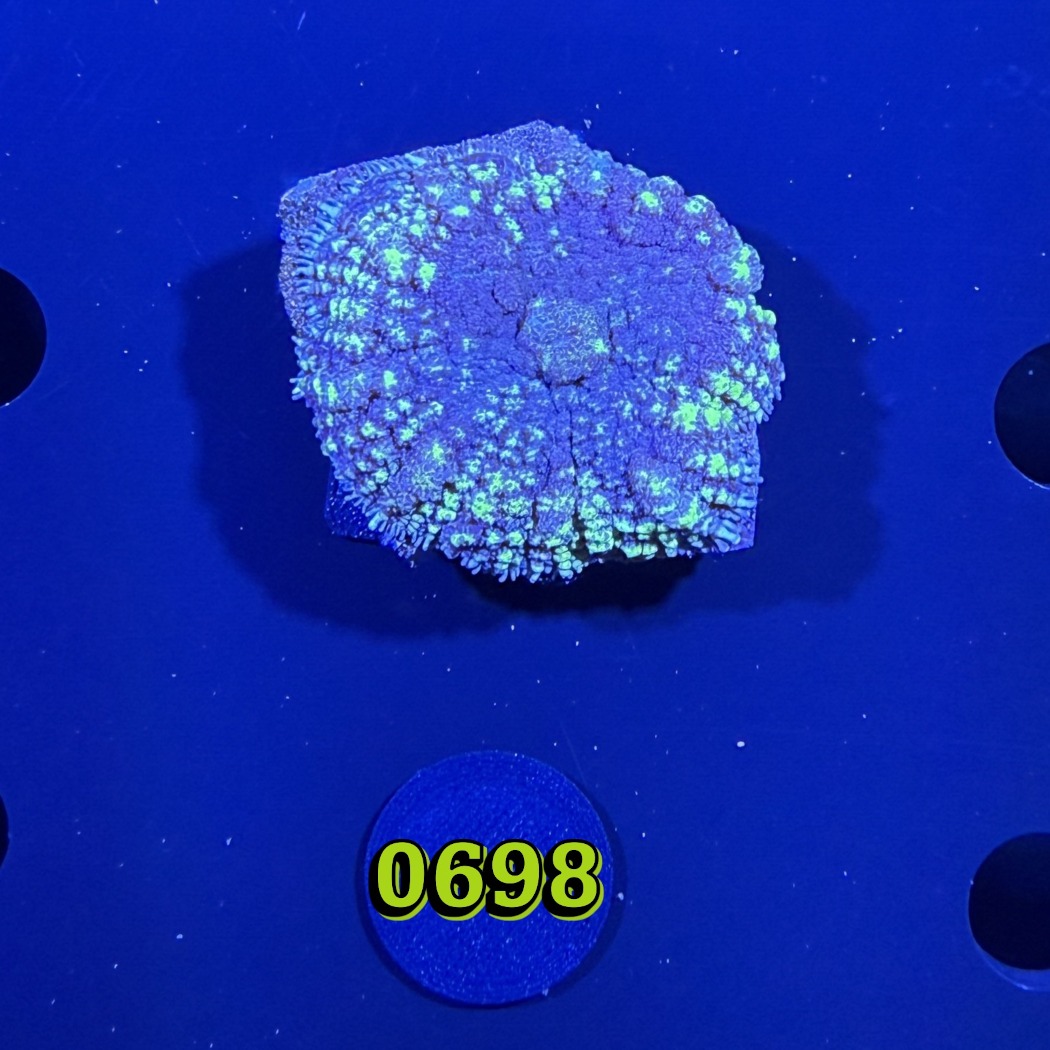 Rhodactis sp. - Scheibenanemone  0698
