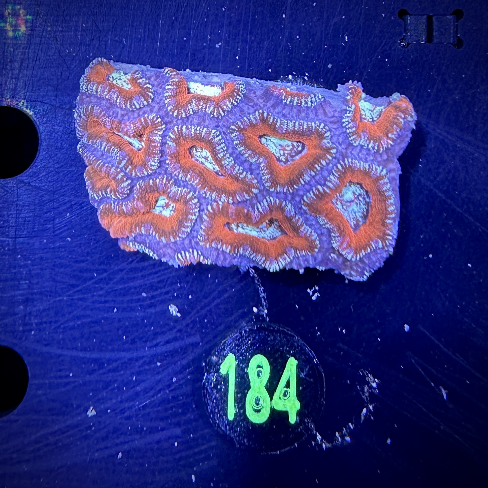 Acanthastrea lordhowensis -Ausi- 0184