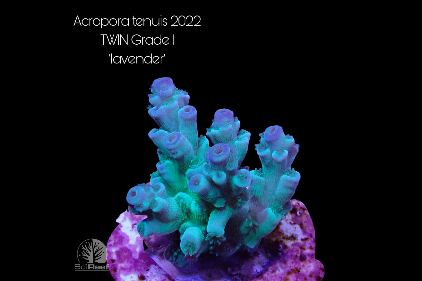 SciReef Acropora tenuis TWIN Grade 1 "lavender" 0292