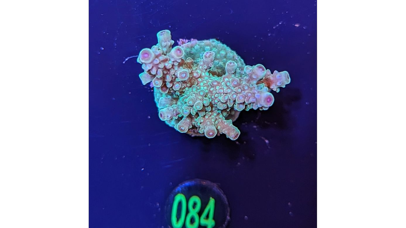 Acropora sp. "Joker" - Deutsche Nachzucht 0084