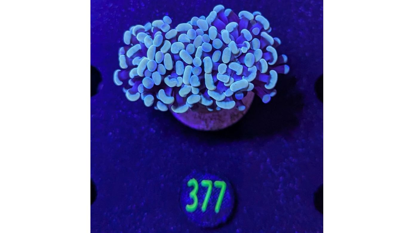 Euphyllia paraancora 2 Kopf "gold multi" 0377