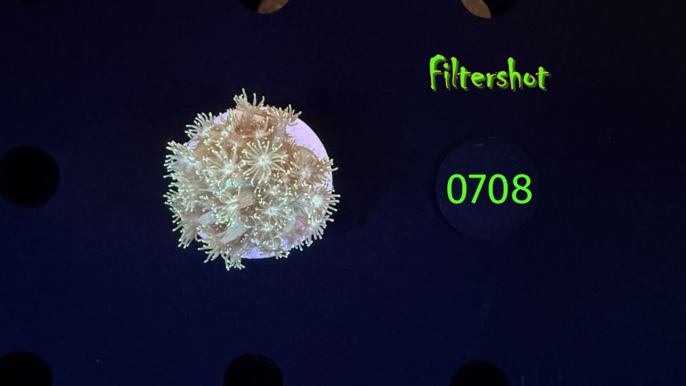 Goniopora sp. - Margeritenkoralle 0708