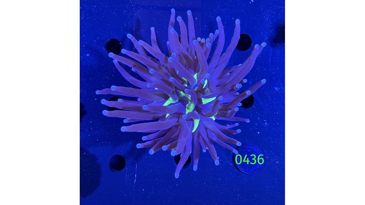 Euphyllia glabrescence - Torch 0436