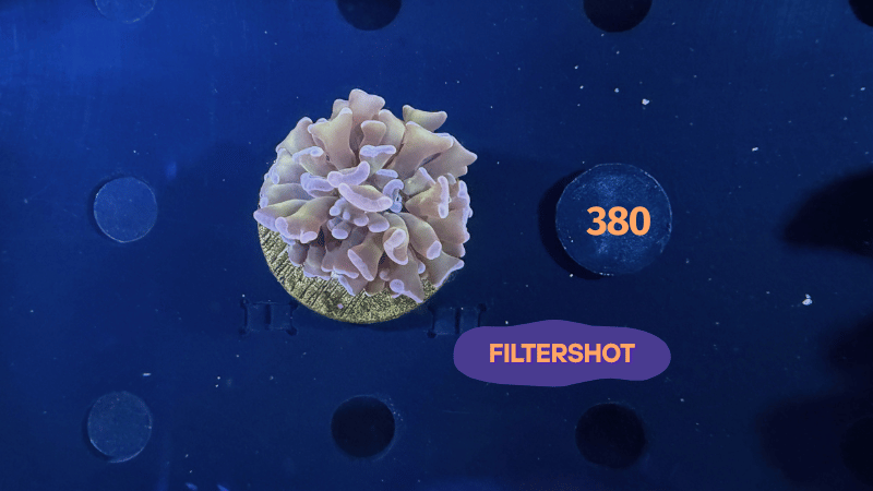 Euphyllia paraancora Steinkoralle 0380