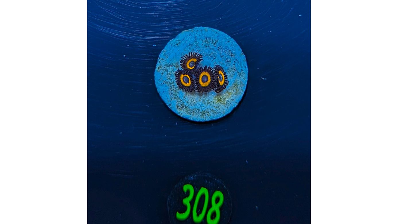 Zoanthus sp. - Krustenanemone "Johnny Pumpkin" PlanktonPlus Nachzucht 0308