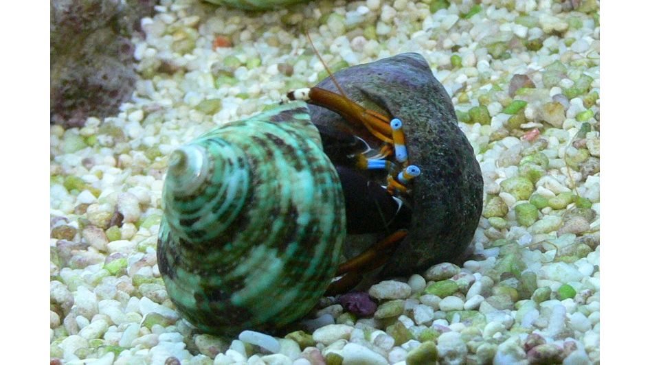 Calcinus Laevimanus - Großscheren-Einsiedlerkrebs