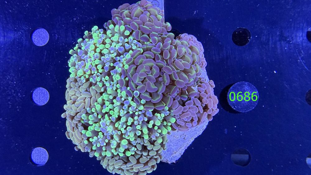 Euphyllia paraancora Kolonie WYSIWYG 0686