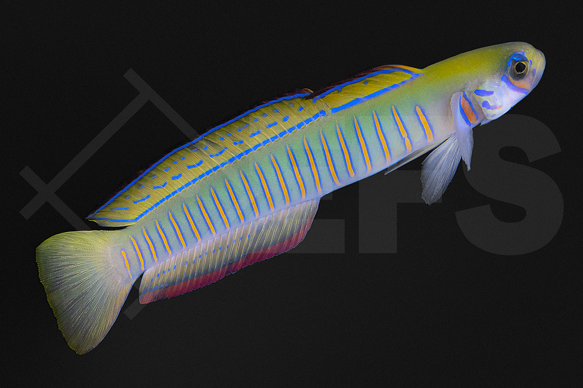 Ptereleotris zebra - Zebra Torpedogrundel