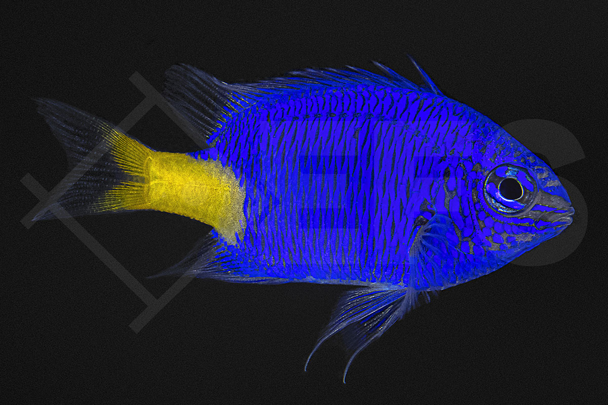 Chrysiptera parasema - Gelbschwanzdemoiselle