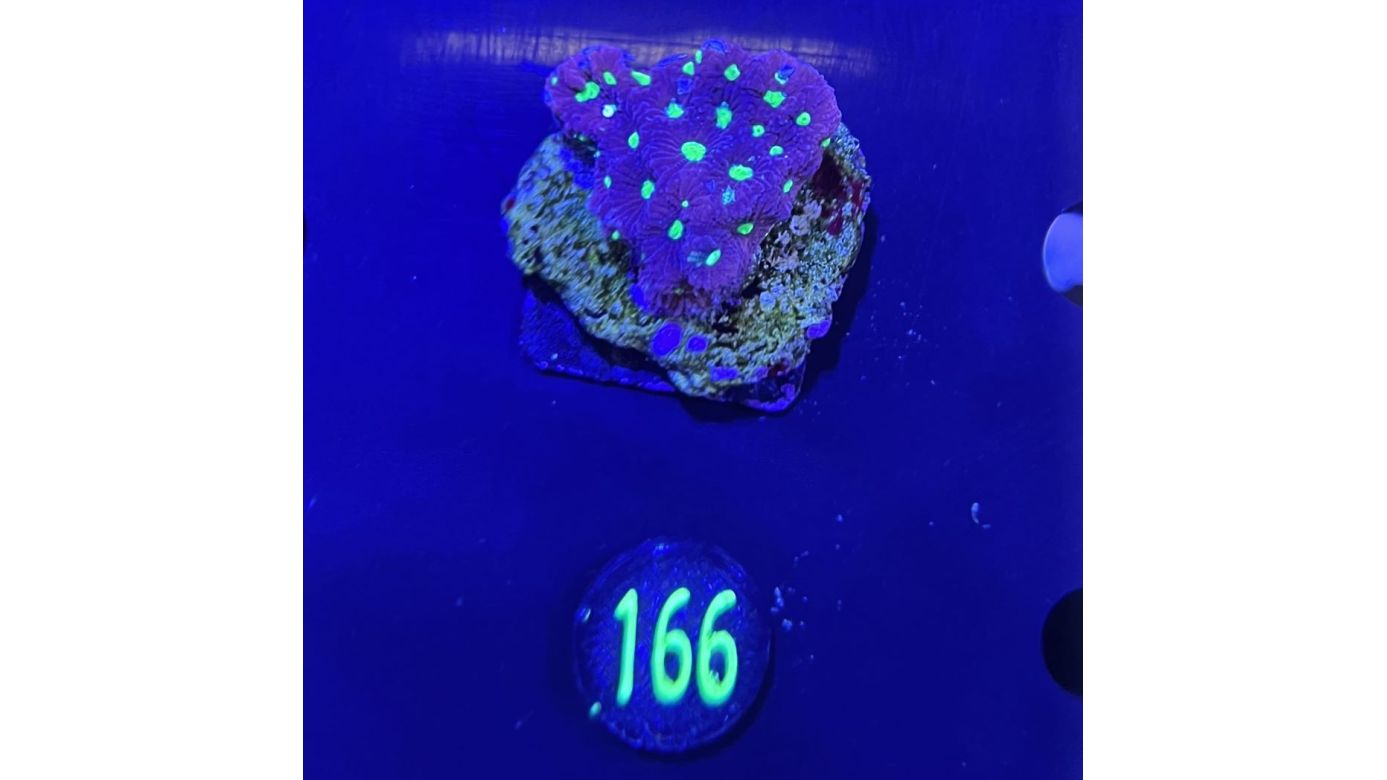 Favia sp. - Hirnkoralle Rot/Grüneaugen Deutsche Nachzucht 0166