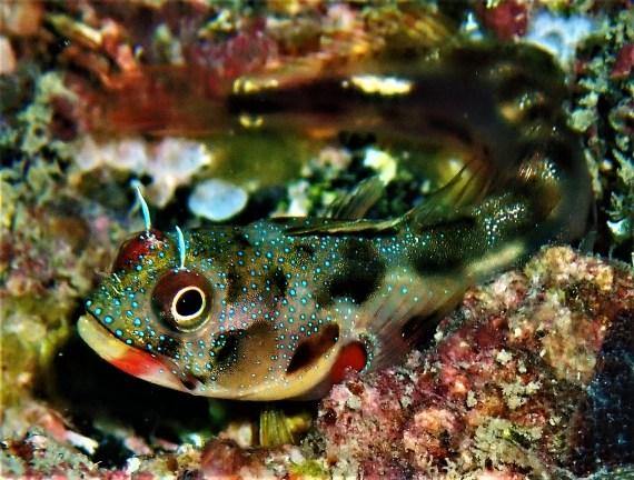 Acanthemblemaria macrospilus - Schleimfisch