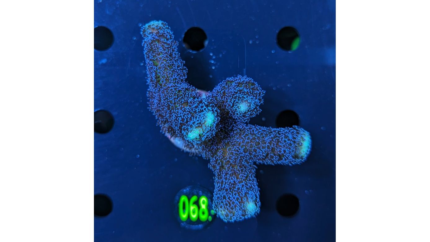 Stylophora pistillata - Milka Steinkoralle Deutsche Nachzucht 0068