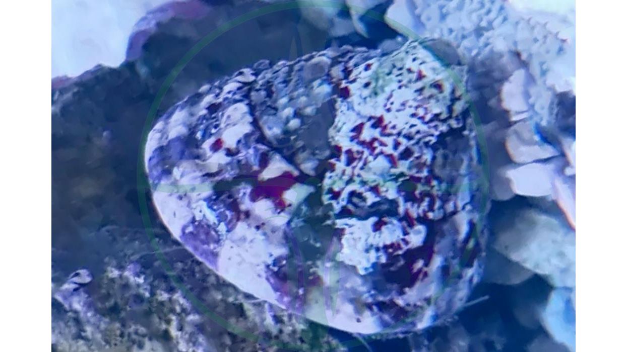 Trochus histrio - Turbo Schnecke / Algenfresser